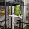 Screw Fixation Bird Station Pole Branch-Shaped Parrot Grinding Stick  Training Perch