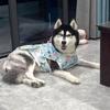 Flower Dog Cute Vest Top Rabbit Pet Sun Protection Clothing Cat Thin Clothes  For Dogs Puppy Cats