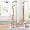 Wall-Mounted 45CM Human Spine Model for Orthopedic Teaching and Practice