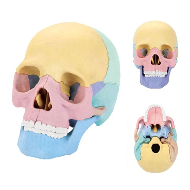 4d Human Skull Model Detachable Specimen Cranium Model Educational Toy