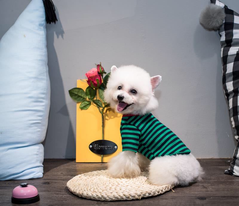 

Футболка в полоску для домашних животных, полосатая майка с изображением маленького медведя, хлопковая дышащая одежда для осени и зимы, свитер для собак, одежда для собак M