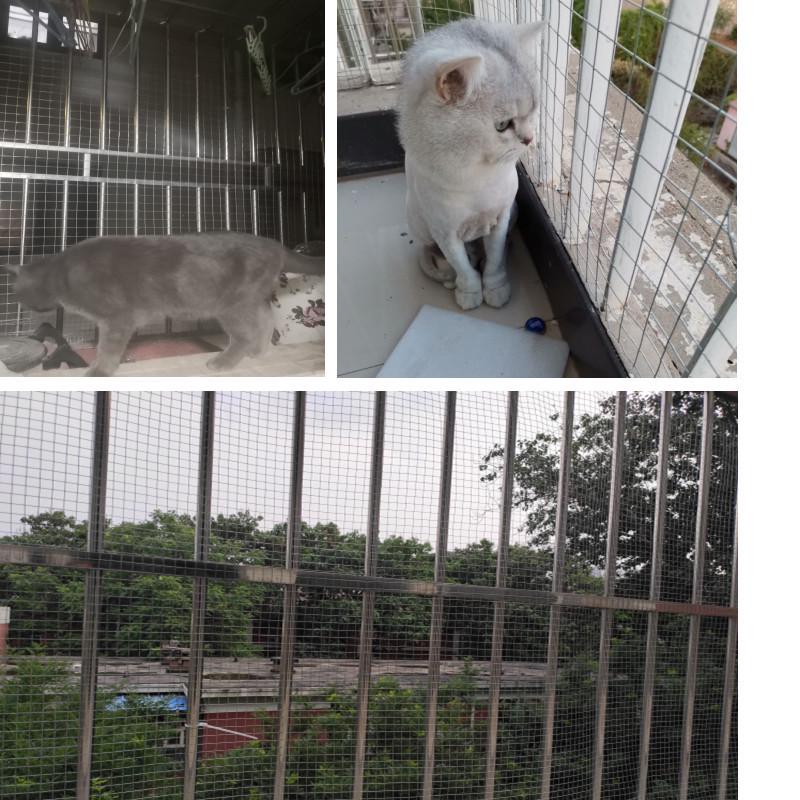 Galvanized Iron Window Mesh: Anti-Cat, Anti-Mouse, Anti-Bird Protection for Balconies