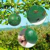 Trappola per Mosche Resistente alla Pioggia Confezione da 10 Flyball Forte Adesivo Impermeabile Resistente al Sole Cattura Insetti della Frutta Facilmente Trappole per Moscerini della Torba Cattura Insetti Giardini