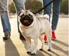Leash For Dog Or Cat Automatic Strong Tape 5M With Locking 15Kg S1