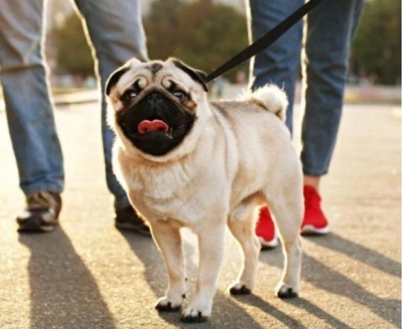 Leash For Dog Or Cat Automatic Strong Tape 5M With Locking 15Kg S1