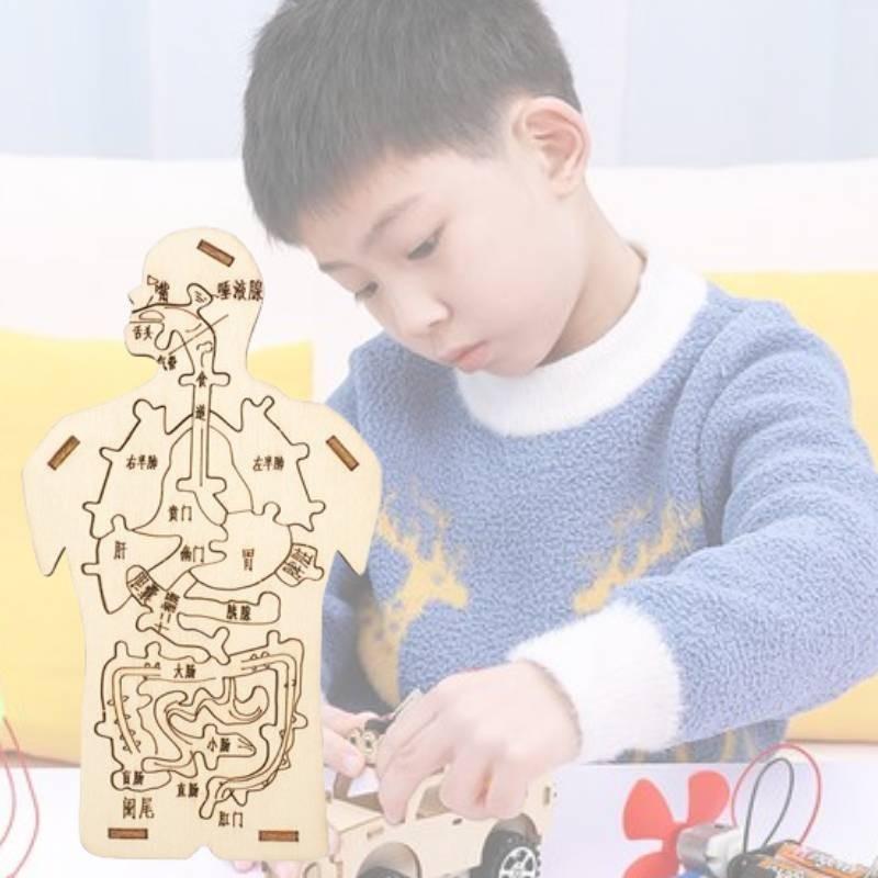 Children's Educational Diy Wooden Human Digestive System Anatomy Puzzle Science Experiment Kit Customizable