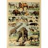 Arte Murale Classica Vintage Piante Fungo Fiore Medicinale Insetto Farfalla Verdura Zucca Carota Tela Poster ad Olio e Stampe