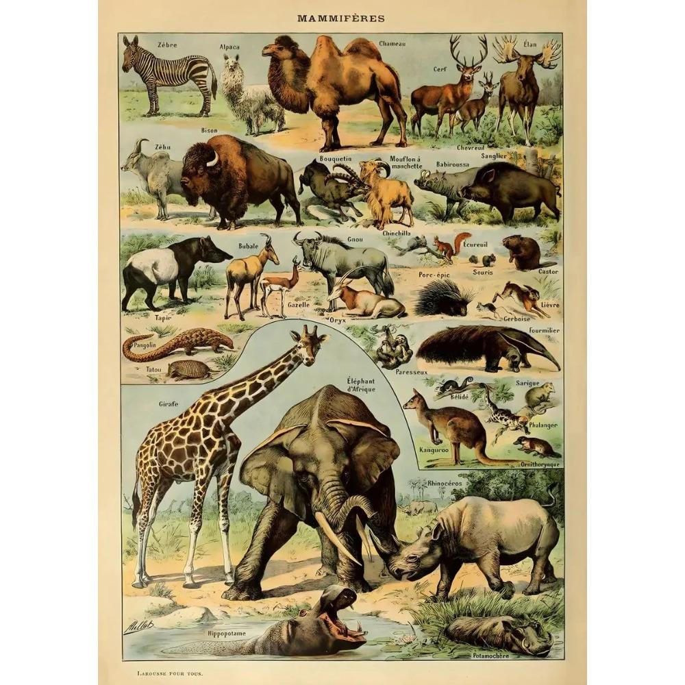 Arte Murale Classica Vintage Piante Fungo Fiore Medicinale Insetto Farfalla Verdura Zucca Carota Tela Poster ad Olio e Stampe