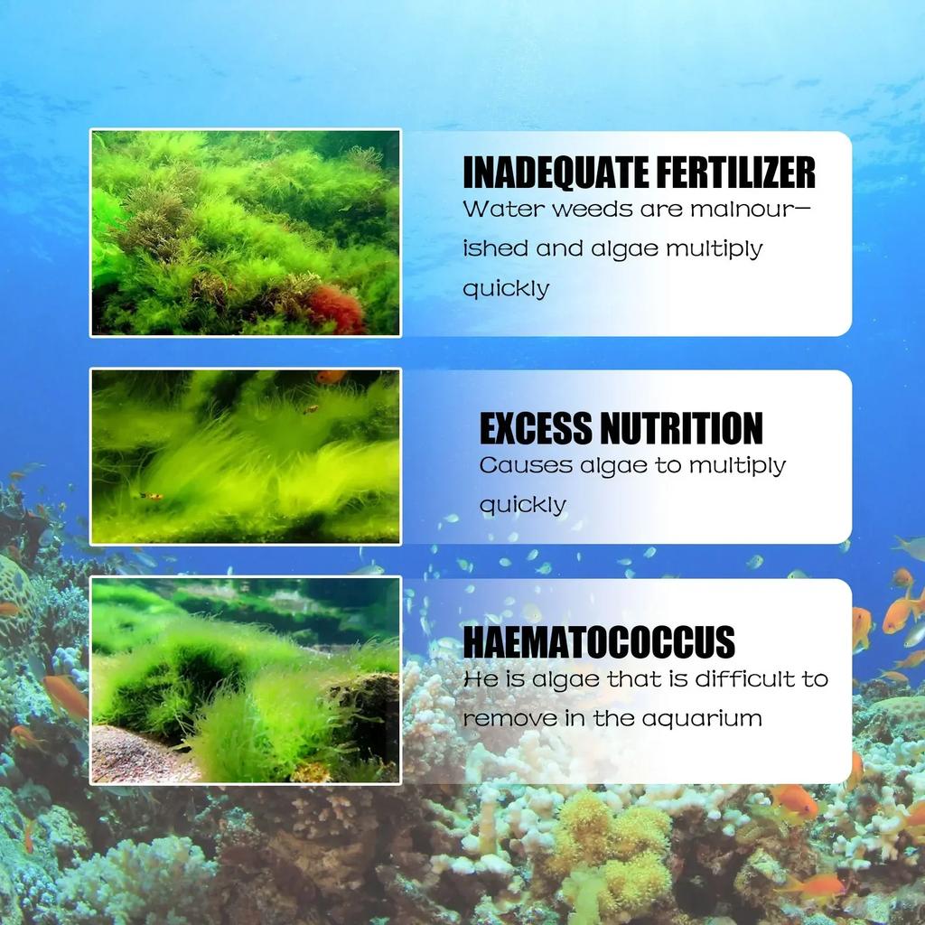 50g Yüksek Verimli Algisit Yosun Azaltıcı Kontrol Su Arıtma Güvenli Verimli Algisit Akvaryum Havuz İçin