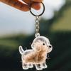 Cute Small Dog Transparent Animal Hair Ball Capsule Storage Box Decorative Dust Collector Keepsake Toy Organizer