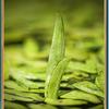 Premium New Harvest Longjing Green Tea with Bean Aroma