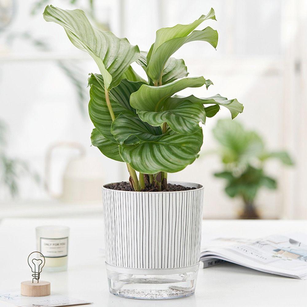 Green Plants Self-watering Plants Pot With Water Container Lazy Flower Pot Planter  Garden Supplies
