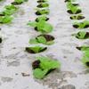 Hot Sale Plants Film Ground Cover Anti Grass Farm Vegetable