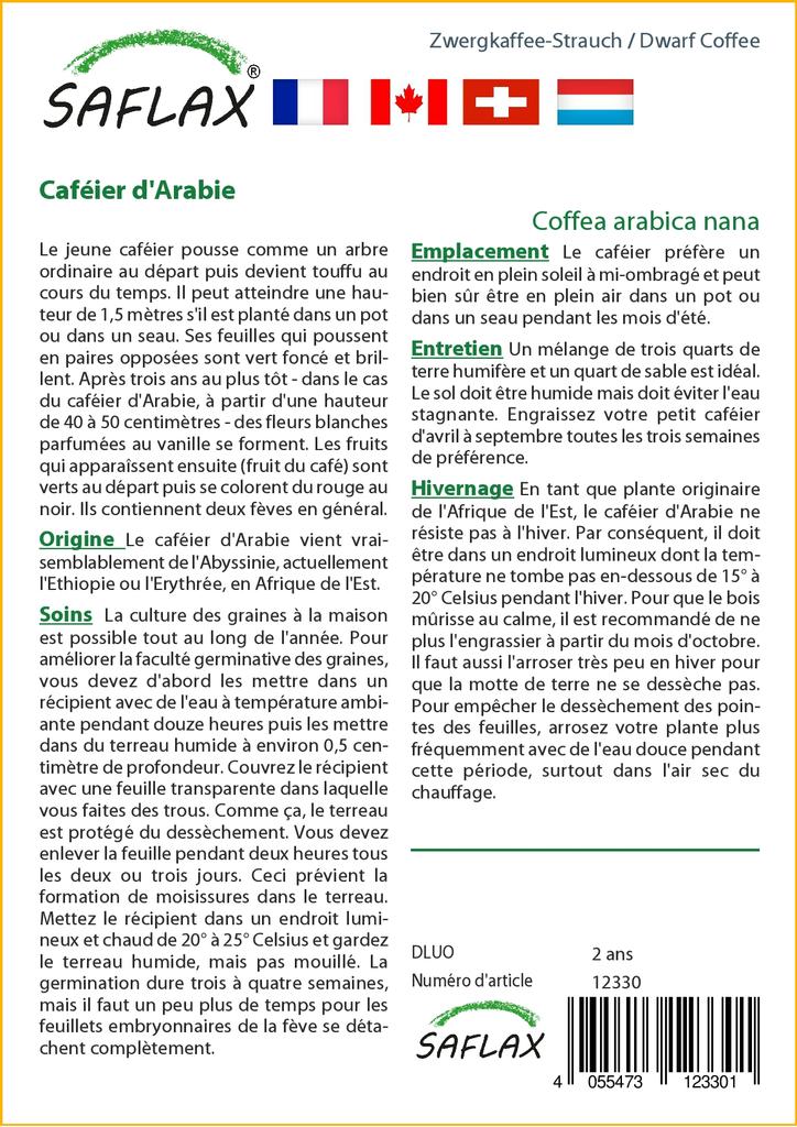 SAFLAX Dwarf Coffee - 8 Seeds - Coffea Arabica Nana
