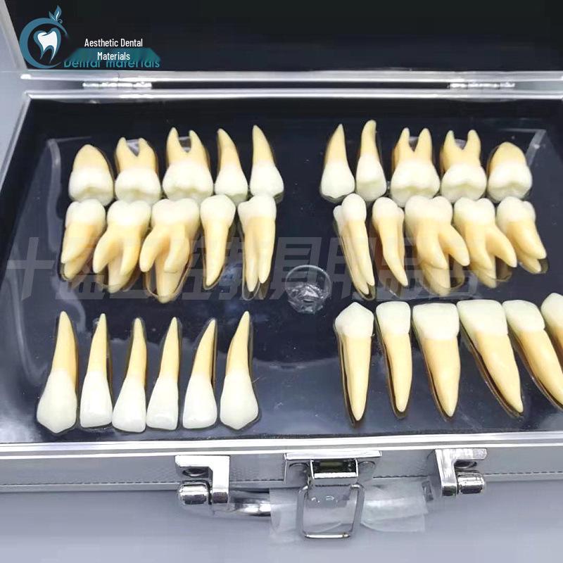 2.5x Two-Color Removable Permanent Tooth Model M7026 for Anatomy and Carving with Roots