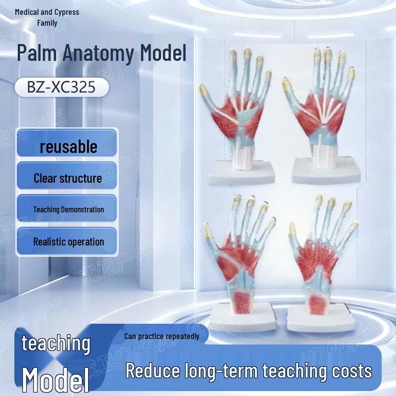 Yibaike Hand Anatomy Model