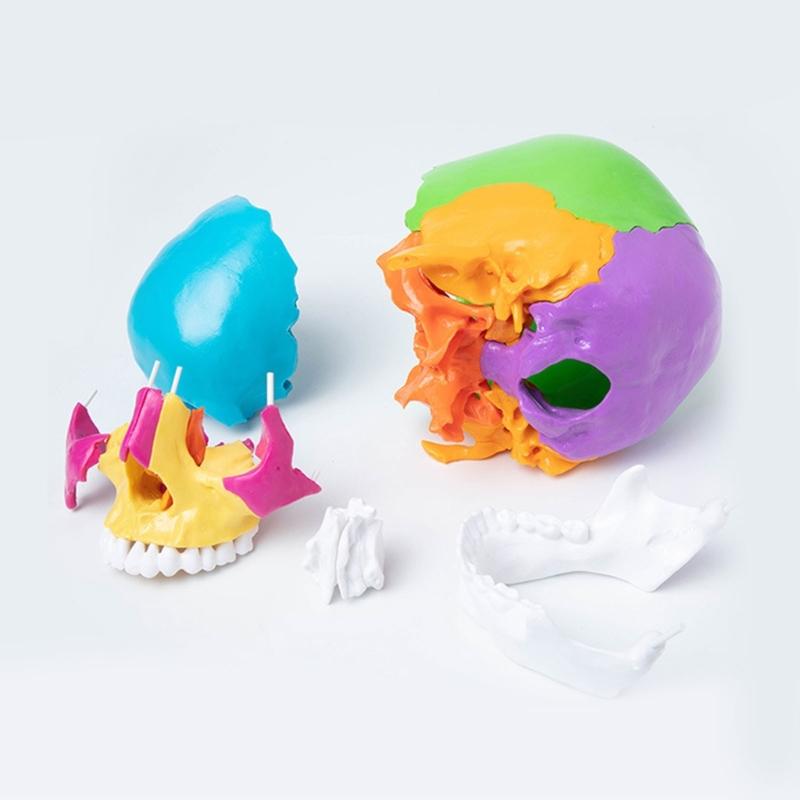 Modello Cranio 4D Anatomico Scientifico Staccabile Studio Esposizione Strumenti Didattici Medici