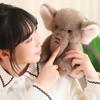 Cute Long Nose Elephant Plush Doll Creative Animal Stuffed Toys  Boys and Girls