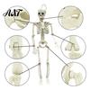 Durable Skeleton Model for Cemetery Theme Halloween Decoration, 3Ft Life Size Full Body Human Bone, Realistic Posable Simulation Bone Structure Stage