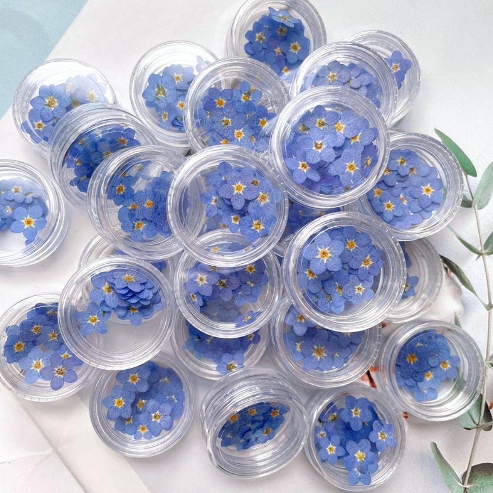Nail Art Natural Card Jewelry Pressed Flower Don't Forget Me Forget-Me-Not Dried Flowers