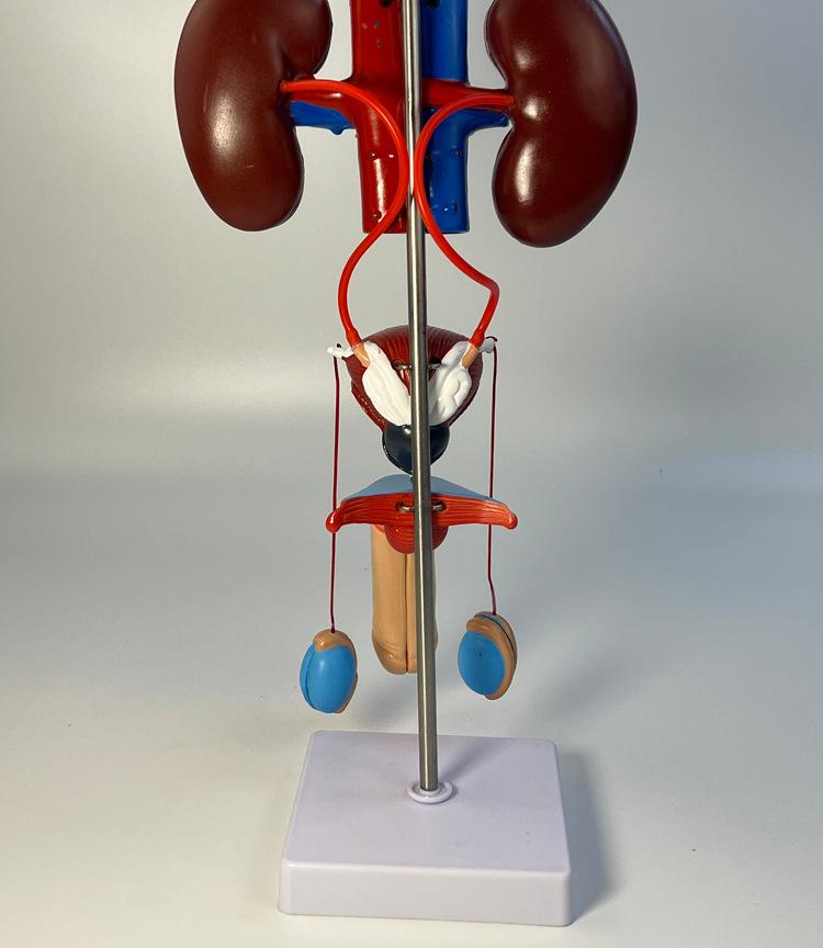 Modello Anatomico Genitourinario Maschile: Apparato Urinario Umano
