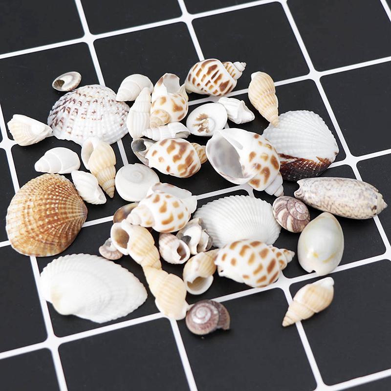 1 Pack Fish Tank Supplies Mix Style Natural Shell Conch Aquarium Landscape Tiny Sea Shell Beach Decoration Party Diy Crafts