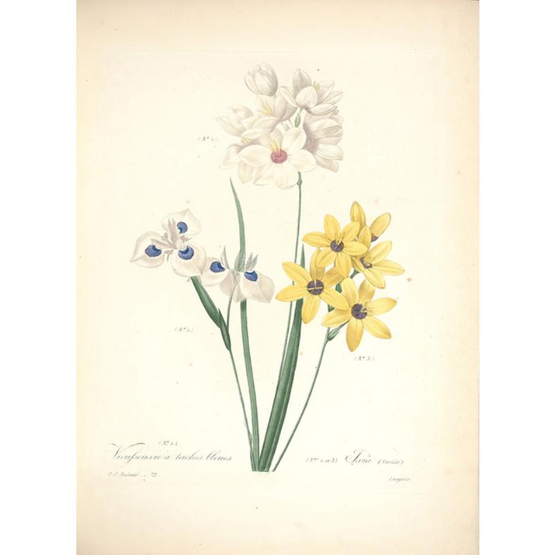 

Ботанические исследования Холст Живопись Винтажные постеры и принты Французские иллюстрации растений Ботанические настенные картины Украшения для дома Без рамки 21*30cm No Frame