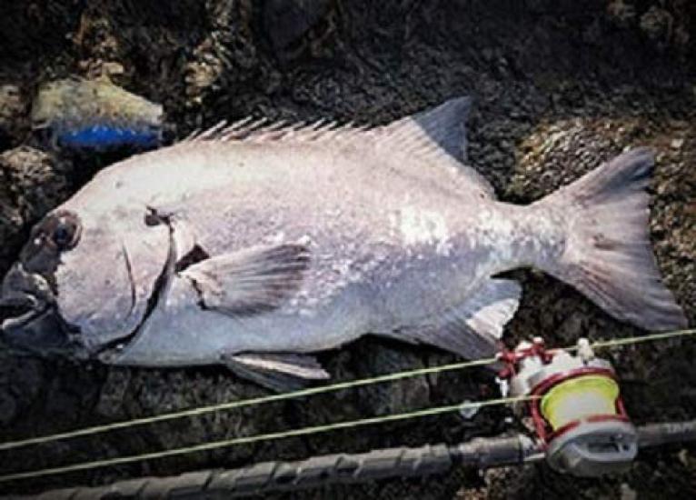 Daiwa Nylon Line Astron Ishidai Max Gamma 300 Black Ocean (DAIWA) 20