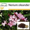 Oleander - 50 Seeds - With Potting Substrate for Better Cultivation - Nerium Oleander