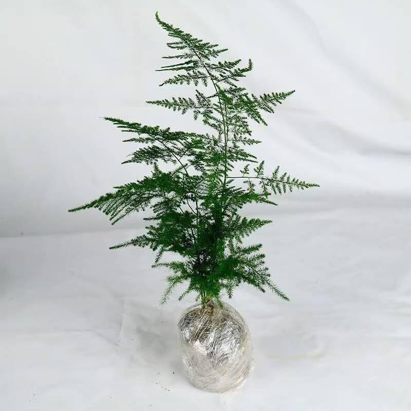 Prosperous House Indoor Bonsai: Easy-Care Cloud Bamboo for Home or Office