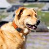Reflective Dog Collar Adjustable Pet Neck Collar For Small Medium Large Dogs Outdoor Walking Training Anti Lost Safe Pet Supplie