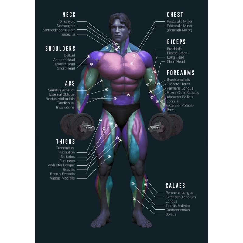 Muscle Anatomy Chart Quotes Canvas Painting Weightlifting Poster Print Color Pictures Gym Boy Room Wall Home Decor