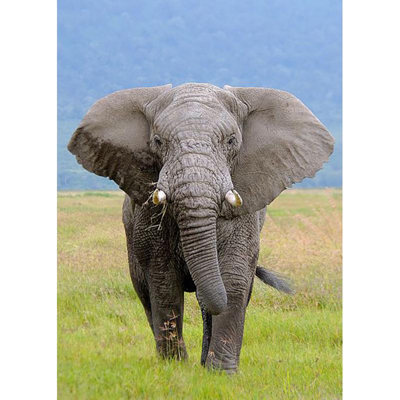 Elephant DIY 5D Diamond Painting Full Round Drill Animal Diamond Ebroidery Cross Stitch Mosaic Kits Art Wall Decor Home