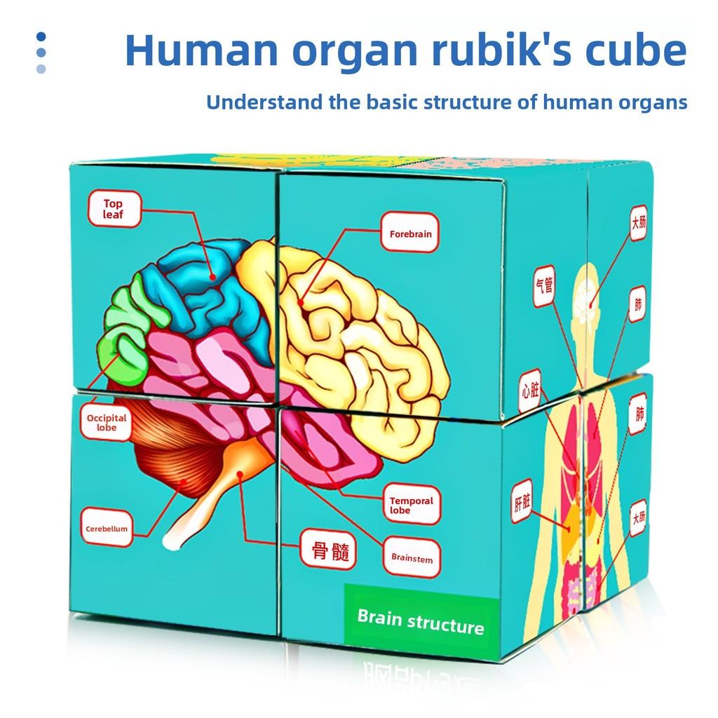 Science Experiment Human Body Organs Magic Cube For Students Educational Diy Toy
