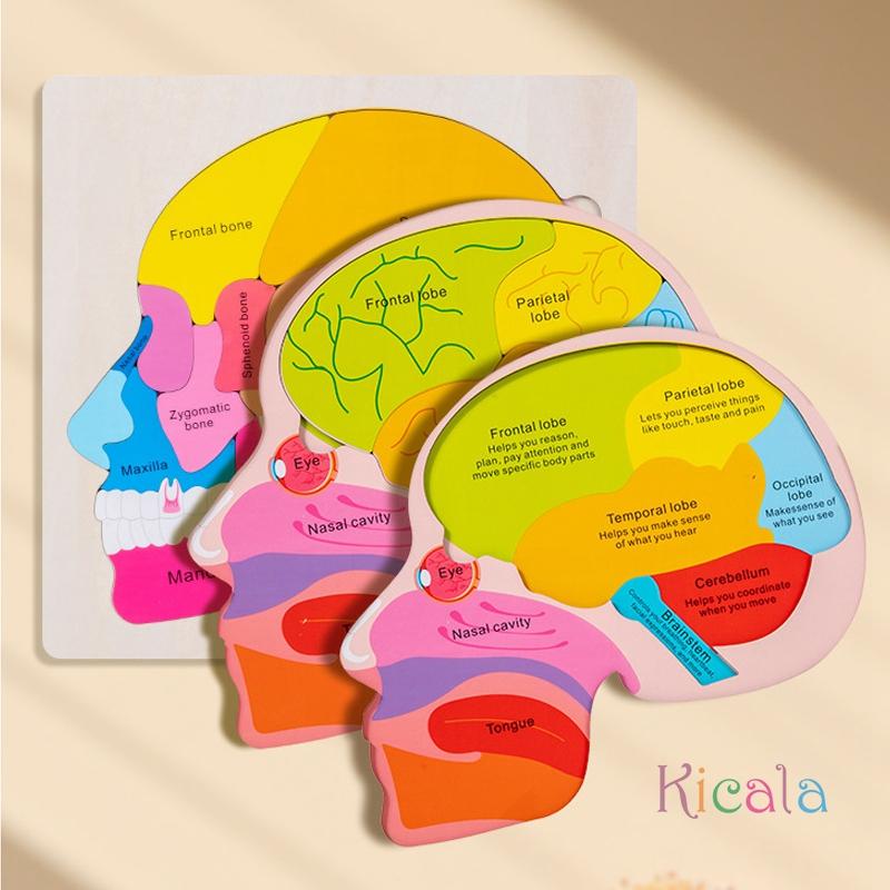 Età 3+ Gioco Puzzle Educativo in Legno sull'Anatomia del Cervello Giocattolo Educativo Cognitivo Multicolore per la Scienza Precoce Giocattoli Montessori