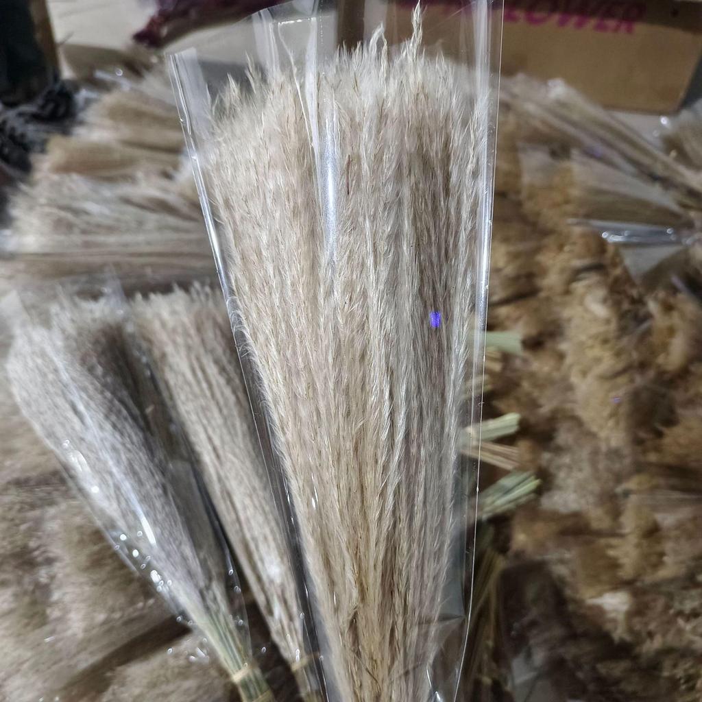 Whisk Rabbit Tail Grass Dried Flower Bouquet - Natural Pampas Grass & Small Reed