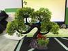 Micro Decoration Ornaments, Fake Aquatic Plants, Fish Tank , Plastic Aquatic Plants, Aquarium Simulation, Aquatic Plants