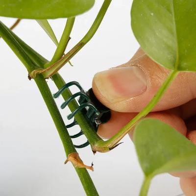 100 Stück Gartenpflanzenklammern Kunststoffstütze Orchideenstielklemme für Ranken Gemüse Blume Gebündelt Gebundene Zweigklemmen Gartengerät
