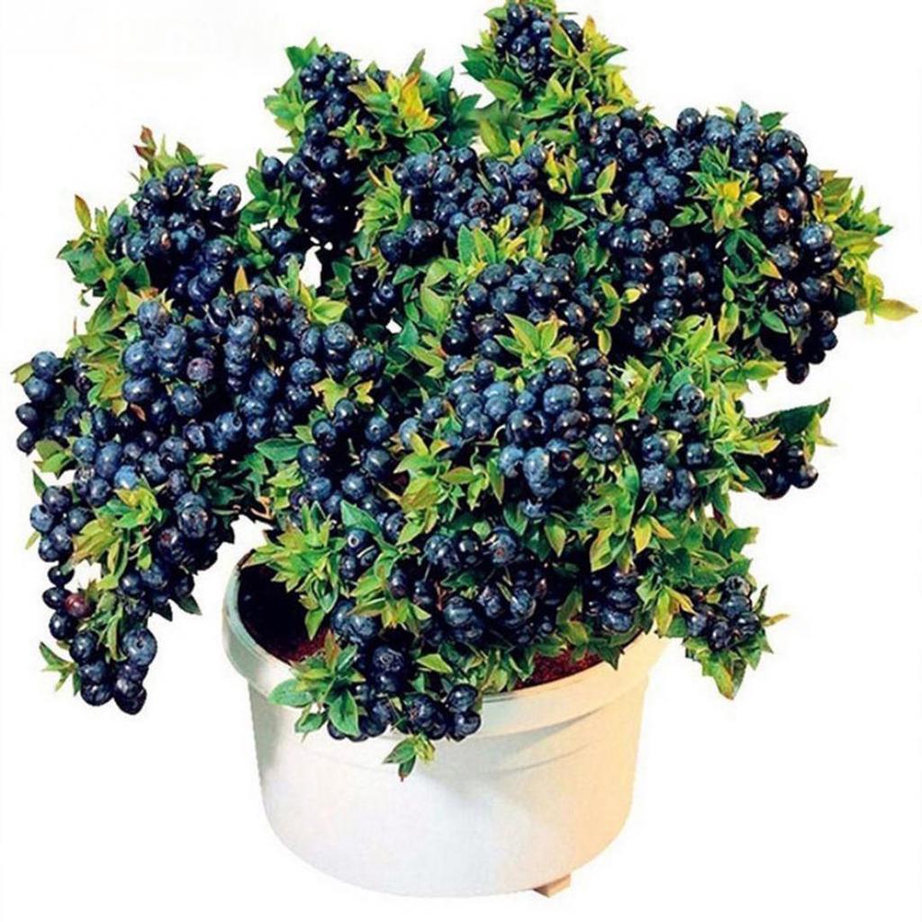 20 Pcs Blueberry Tree Fruit Food Potted Bonsai Garden Plant Seeds gnstig  kaufen  Preis, kostenloser Versand, echte Bewertungen mit Fotos  Joom
