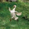 Acrylic Geese Garden Stakes Decoration Elegant Geese Decorative Stakes for Outdoor Garden and Patios Ornament