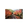 Eizan Railway: To the Maple Tunnel [4K HDR] Kirara Observation Train [Ultra HD Blu-ray]