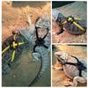 Anti-Bite Harness Leash Adjustable Reptile Lizard Harness Leash Training Walking Rope Pet Leash Pet Collar Chest Strap Lizard