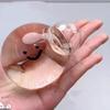 Realistic Food Shape Squeeze Toys Soft Non-Toxic Stress Reducing Fidget Toys for Office Workers Pressure Relief
