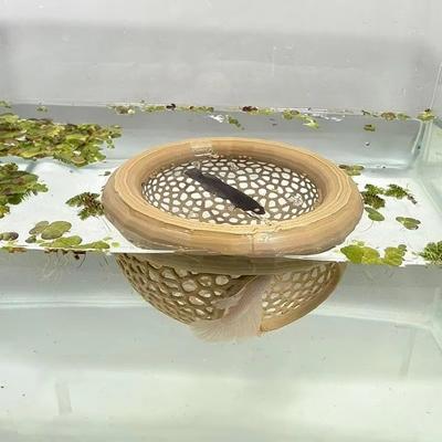 Fish 3-in-1 Aquarium Floating Cave Safe Plastic Hammock Feeding Ring & Resting Spot Hollow Decorative Betta Cave Aquarium Use