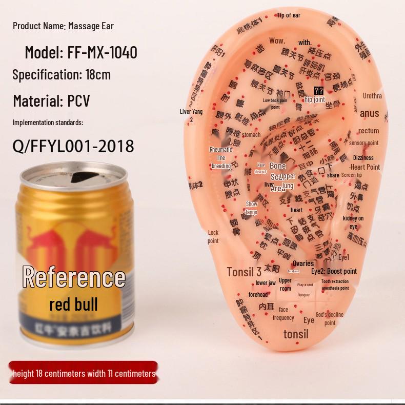 18cm Ear Mold with 15cm Reflexology Hand Model: Multi-Acupoint Reference for Ear Acupressure
