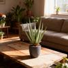 Sztuczna Aloes w Doniczce, 45 cm Wysokości, Zielony, Jak Żywa Dekoracja