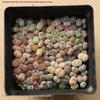 Rare Lithops Succulent Pot: Diverse Colors & Varieties
