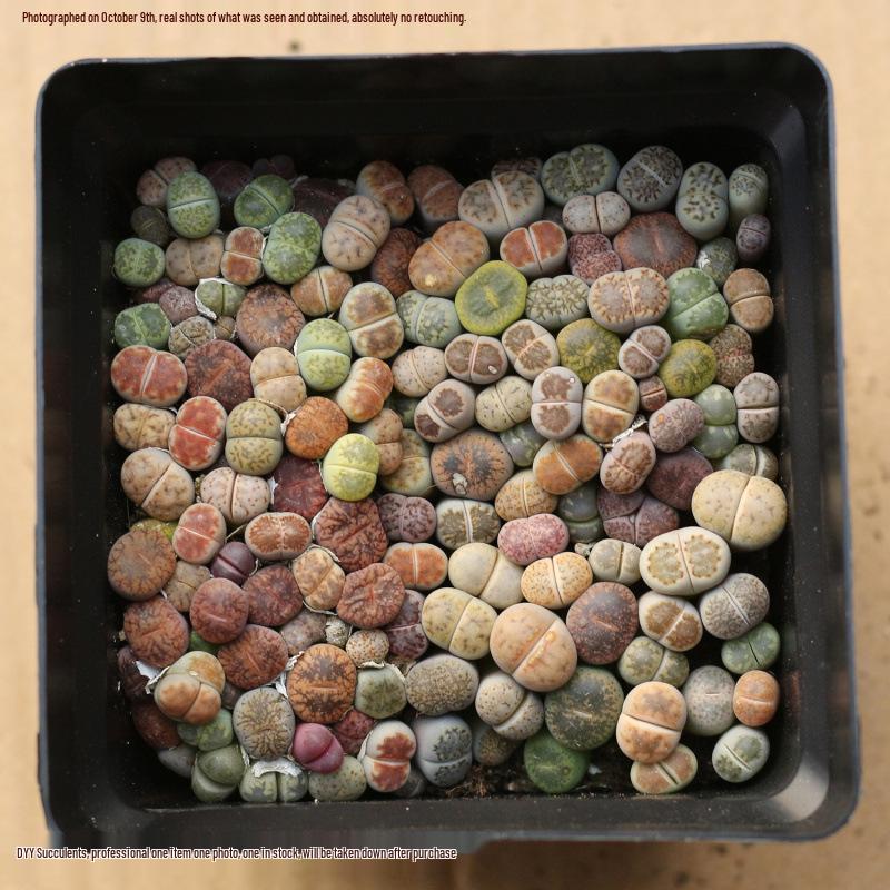 Rare Lithops Succulent Pot: Diverse Colors & Varieties