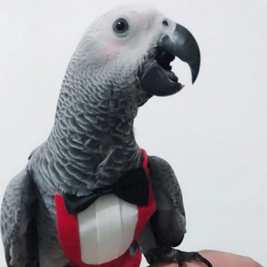 Yousheng Papageien Fluganzug Westlicher Stil Cosplay Hautfreundlich Weich Vogel Papagei Windeln mit Fliege Foto Requisiten