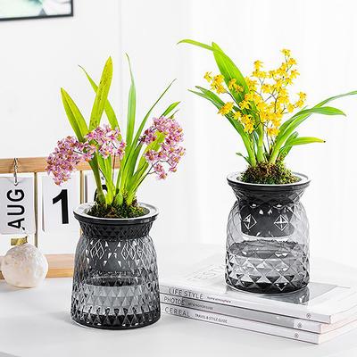 Mini ghiveci cu udare automată, rezervor de pește, ghivece din plastic transparent pentru plante, vază cu udare automată, vază pentru decorarea casei